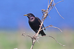 Sturnus vulgaris