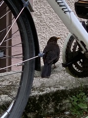 Turdus merula