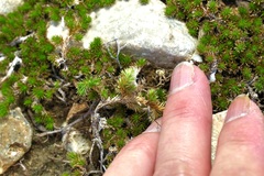 Selaginella wrightii