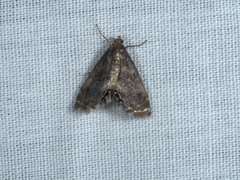 Paracataclysta fuscalis