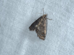 Paracataclysta fuscalis