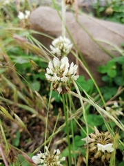 Trifolium repens