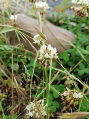 Trifolium repens