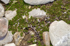 Selaginella wrightii