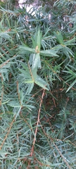 Melaleuca alternifolia