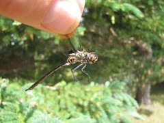 Somatochlora franklini