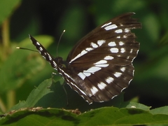 Neptis pryeri