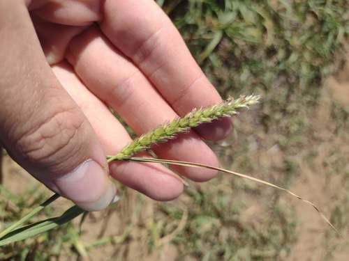 Cenchrus setigerus, 2022-06-04