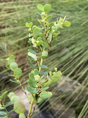 Phyllanthus dallachyanus