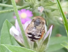 Eucera gracilipes