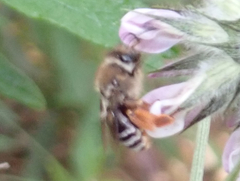 Eucera gracilipes