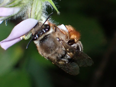 Eucera gracilipes