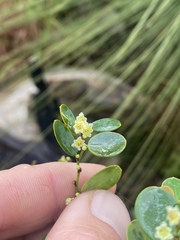 Phyllanthus dallachyanus