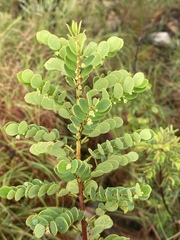 Phyllanthus dallachyanus