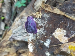 Parmavitrina megastoma