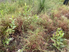 Phyllanthus dallachyanus