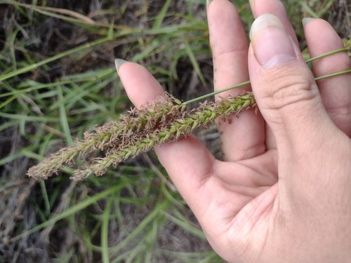 Cenchrus setigerus, 2022-06-04