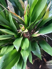 Aspidistra elatior