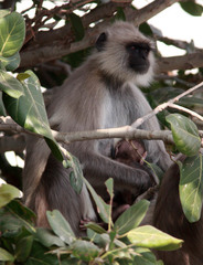 Semnopithecus entellus