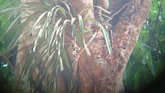 Vandoideae