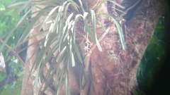 Vandoideae