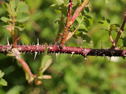 Burnet Rose