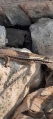 Heremites septemtaeniatus