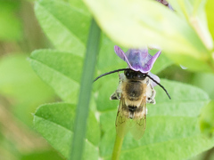 Eucera nigrescens