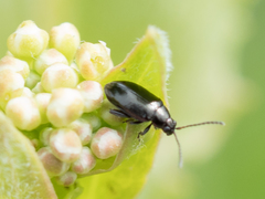 Phyllotreta cruciferae