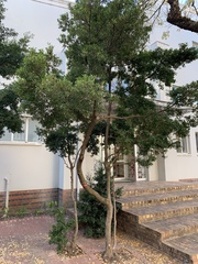 Syzygium australe