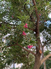 Syzygium australe