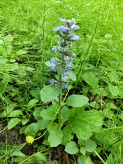 Ajuga reptans