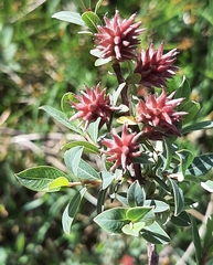 Salix caesia