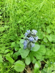Ajuga reptans