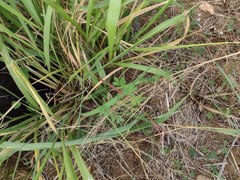 Desmanthus pernambucanus