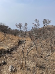 Rhododendron micranthum