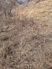 Rhododendron micranthum