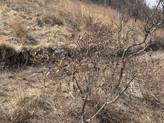Rhododendron micranthum