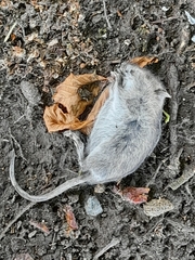 Rattus norvegicus