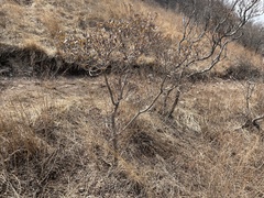 Rhododendron micranthum