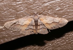 Stenoporpia