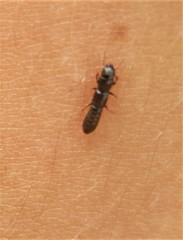 Osoriinae