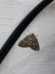 Hydriomena renunciata