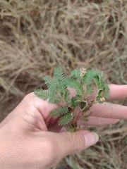 Desmanthus pernambucanus