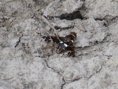 Exoprosopa caliptera