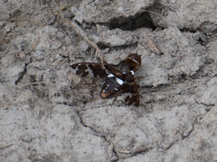 Exoprosopa caliptera