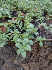 Lipochaeta integrifolia