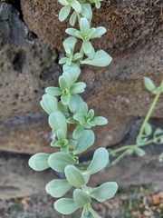 Lipochaeta integrifolia