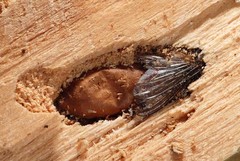 Ectemnius cephalotes