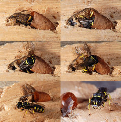 Ectemnius cephalotes